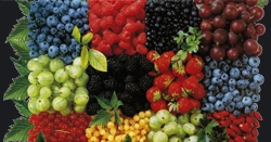 fruits and vegetebles